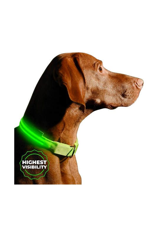 LED Dog Collar: Camping with Dogs