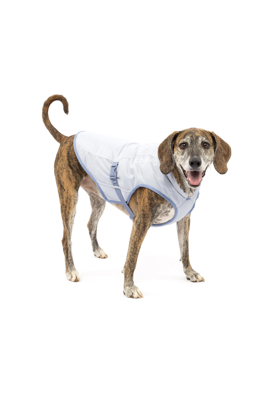 Dog Cooling Vest: Best Dog Camping Equipment